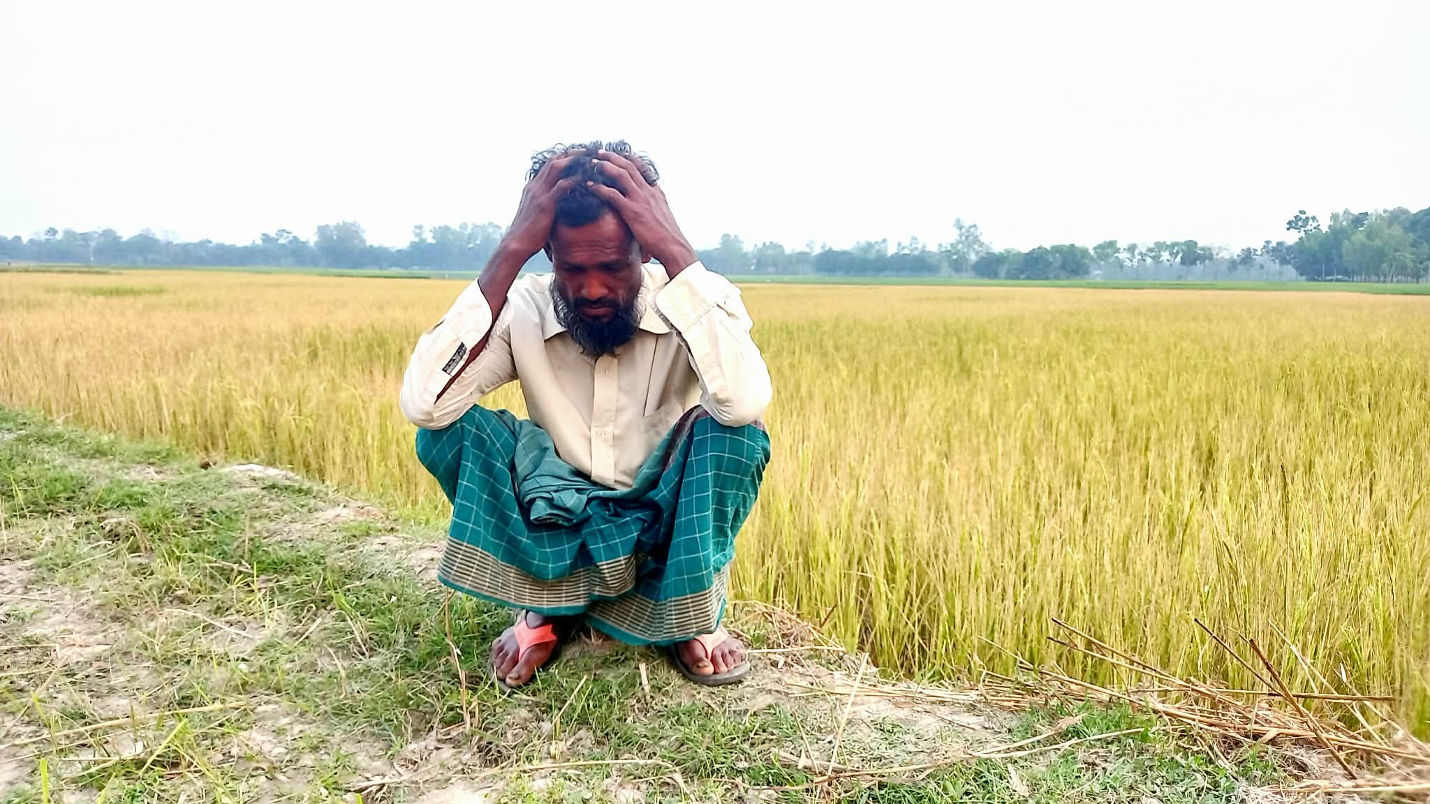 মান্দায় ১ একর জমির ধান বিষ দিয়ে পুড়িয়ে দিল প্রভাবশালী চক্র: আদালতে মামলা